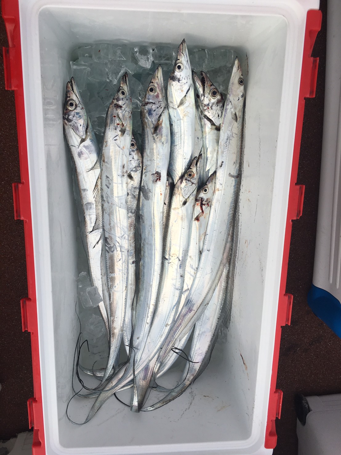 2016�N,11��20��,�^�`�E�I,�މʌ���