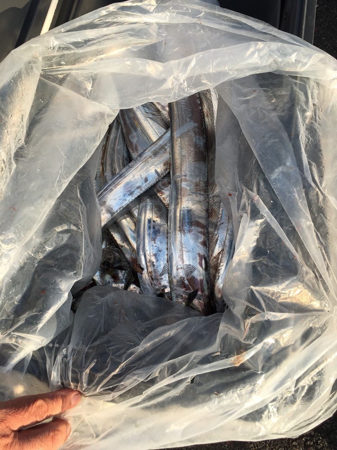 2016�N11��3���̒މʌ���